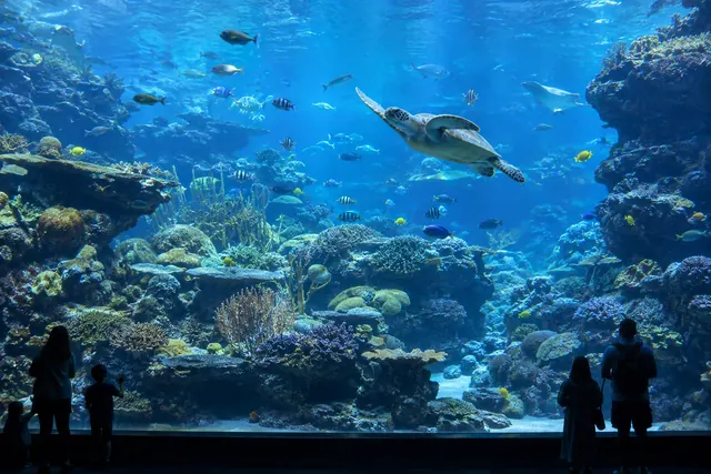 水族館の大水槽とサンゴ礁の魚たち