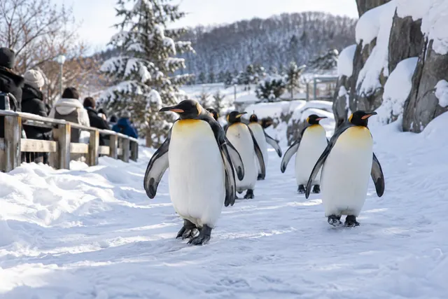 旭山動物園のペンギン