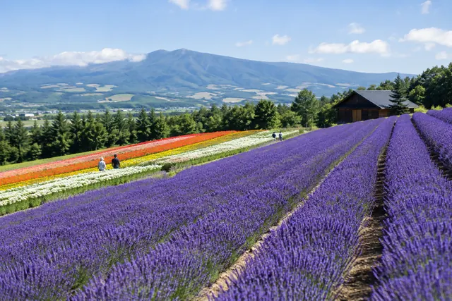 ファーム富田のラベンダー畑