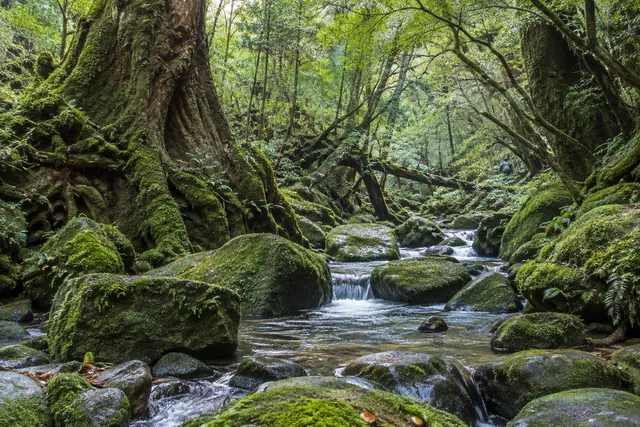 白谷雲水峡の苔の森