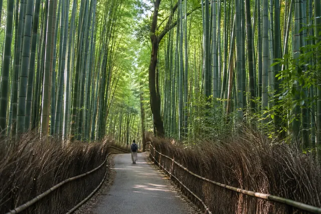 嵐山の竹林