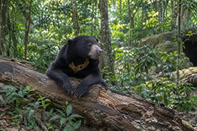 プノンタマオの森と動物