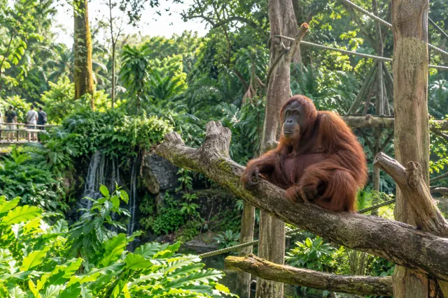 シンガポール動物園